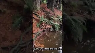 California Redwoods at Beech Forest Victoria, Australia