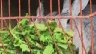More rabbit on the menu as COVID restrictions bite