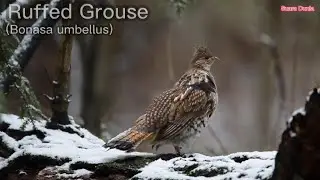 Permainan Drum Burung Ruffed Grouse (Bonasa umbellus)