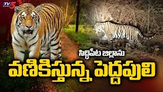 సిద్ధిపేట జిల్లాలో పెద్దపులి టెర్రర్ | Tiger Hulchul In Siddipet District || TV5 News