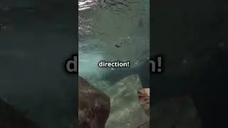 Congo River's Secret Underwater Current!