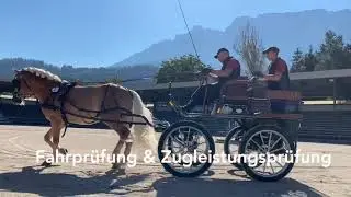 Hengstleistungspr&uuml;fung Haflinger Pferdezuchtverband Tirol 2020