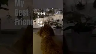Dog looking through the window #cute #winter #snow #fypシ