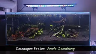 Umgestaltung Dornaugen Aquarium -Keller Update; Es gibt immer was zu tun