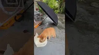 20251015_071651 Remote monitoring cat No.1 with detached controller