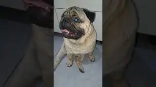 Pug gets happy learning chicken is ordered.