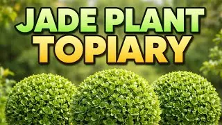Jade plants vastu ke hisab se positive dene wala podha  banna liye bahut sundar saa Topiary jade 