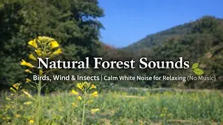 Natural Forest Sounds 🌿 Birds, Wind & Insects | Calm White Noise for Relaxing (No Music)