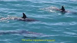The Making of a Miracle | Antinol&reg;