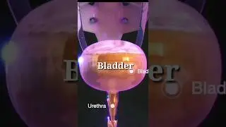 How Urine is Formed? (Animation) | Formation of Urine #shorts #youtubeshorts #medical