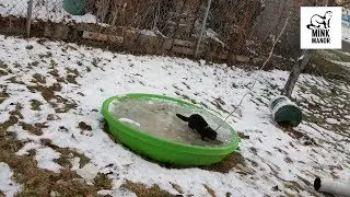 Training a Mink: Part 8 Back to Basics - Recall and Cache Box Training