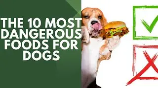 The 10 most dangerous food for dogs