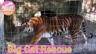 Big Cat Rescue~ Amanda is home for the holidays! 12.24.2018