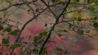 Ruby-crowned Kinglet
