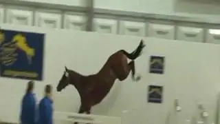 Horse free jumping REALLY BIG!