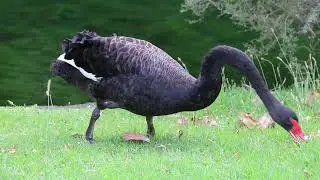 Swans Love and Devotion By The Lake