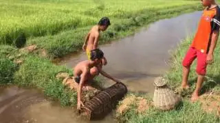 Brave Boys Catch Big Snake At Rice Farm   Catch Fish Using Bamboo Trap
