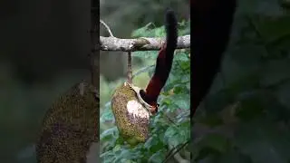 Esta Ardilla de Colores Vive en India... &iexcl;Y Come Fruta M&aacute;s Grande Que Ella!
