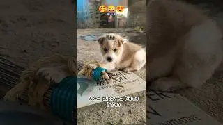 cute teacup dog puppies #cute #baby #cutebaby #barkingbliss #babyanimals #toys #pets #babydog #dog