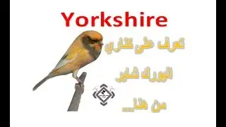 Yorkshire كناري اليورك شاير
