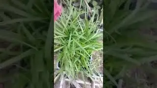 Bajra Napier Hybrid Grass Seeds | Multi Cut Grass Seed