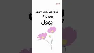 Flower in UrduPhool #urdu #urdulearn #pakistan #travller #explore #urdulanguage #worldtour #tourism