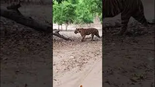 #tiger #wedding #weddingdance #song #colonelkkjϟ #dancesong
