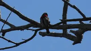 Mistletoe bird (M), Pacific Haven near Hervey Bay Qld 