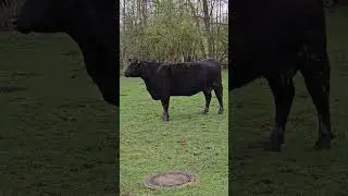 #farming #cow #Landwirtschaft#Rinder#wiese#musik#landwirt