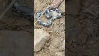 Baby Cobra spotted in Sanjay Van, New Delhi