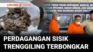 Polda Sumbar Gagalkan Perdagangan Gelap Sisik Trenggiling 24,2 Kilogram | Liputan 6