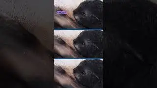 Разве они не милашки 🥺🦦 #животные #животныешорты
