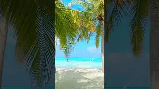 Among palm trees, and skies so blue, Meeru's charms, come into view 🏝️💖.