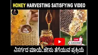 Honey harvesting Satisfying video ಜೇನು ತೆಗೆಯುವ ಪ್ರಕ್ರಿಯೆ🍯🍯