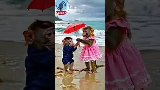 romantis sekali monyet perempuan memberikan payung untuk pacarnya 😍😍 #trending #shorts #viral #fyp