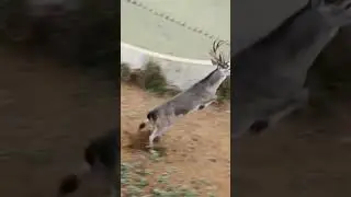 Mule Deer&rsquo;s Perfect Jump.