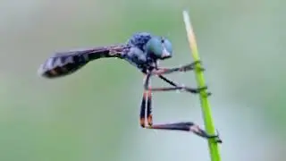 Leptogaster sang pemburu kecil 