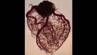 Czernowin: Heart Chamber (2019) | Deutschen Oper Berlin | Ensemble Nikel, Johannes Kalitzke et al.