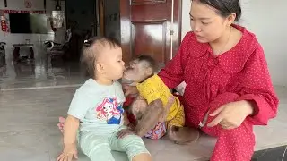 Lovely pictures of monkey SinSin, baby monkey SuBi waiting for his sister Gia Nhi and Mom