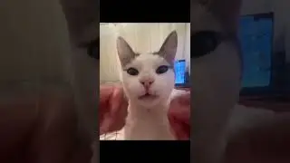 French Cat 🍷 🇫🇷