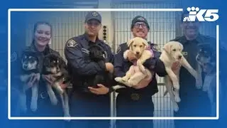 Puppies saved from suspected fentanyl overdose