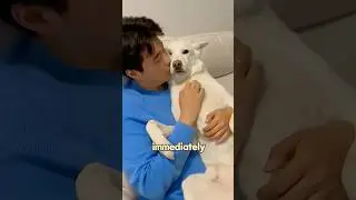 A triangle of love and jealousy #love #rescue #animals #shorts
