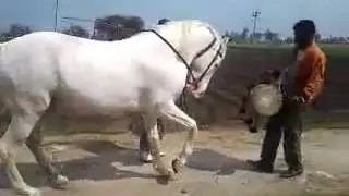Gjly