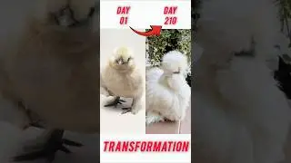 Silkie Chicks to Silkie Chicken Growth Time Lapse #silkiechicken #silkie #shorts #shortsfeed