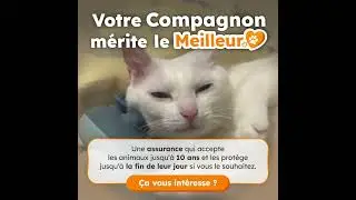 Comparatif assurances animaux