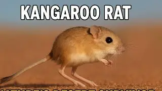 Kangaroo Rat: The Tiny Creature That Never Drinks Water!