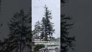 Tree falls in SW Portland during winter storm