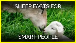 Sheep Facts for Smart People