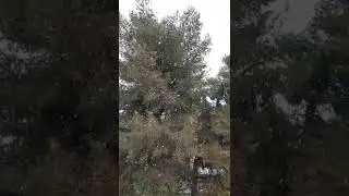 Snowfall Athens Greece