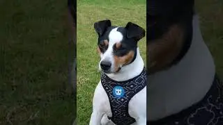 dog on focus mode on #dog #pet #focus #zeedog #bestmoments #focus #terrier #shorts #wolf